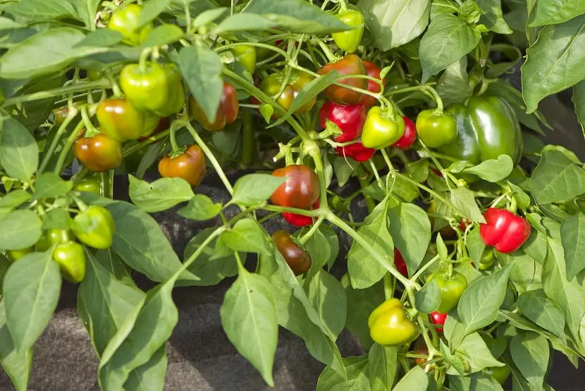 Capsicum annuum cv. 'Pimiento morrón'